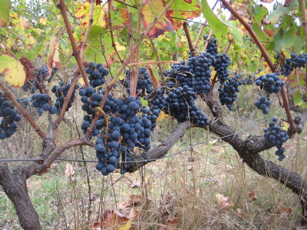 Quinta Do Mineiro-Serra Da Estrela Matanca ห้อง รูปภาพ